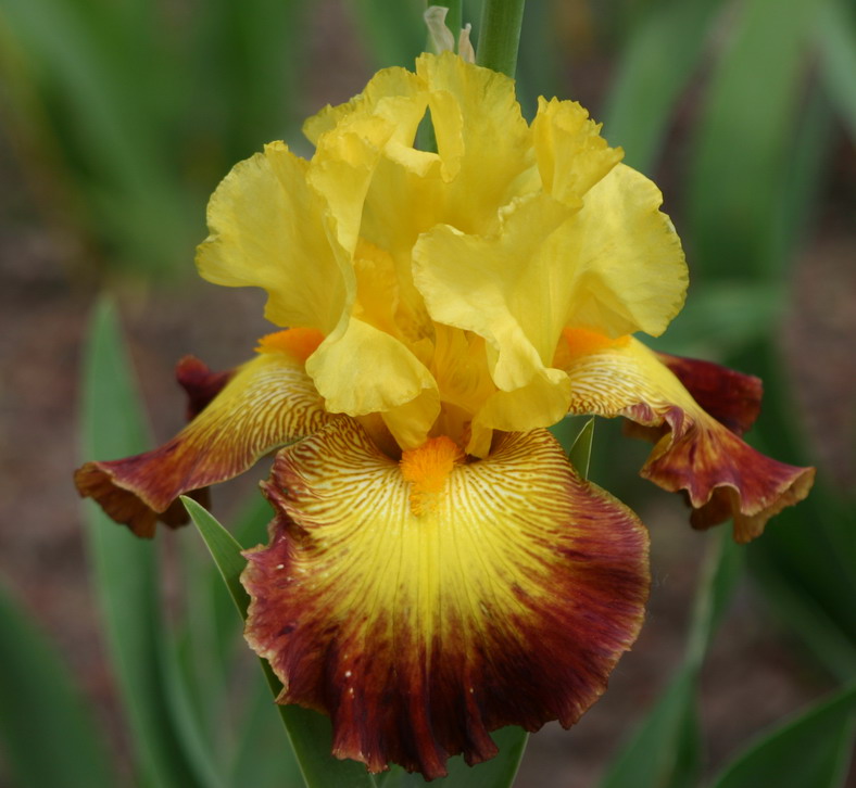 BURST OF GLORY 